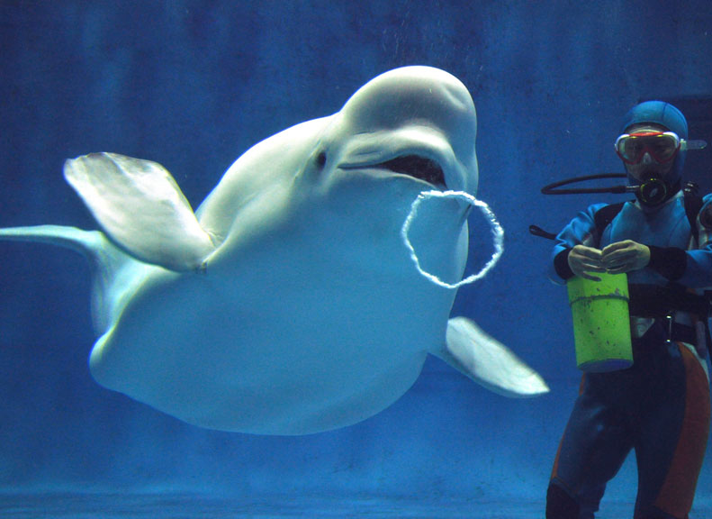 Performance Poolbeluga whale