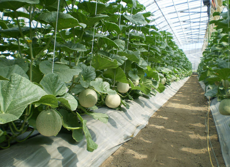 Sweet and Juicy Melons and Watermelons  Available Year-Round