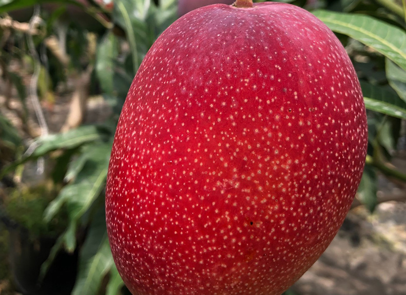 Lusciously Sweet Mangoes Grown Under the Tropical Sun
