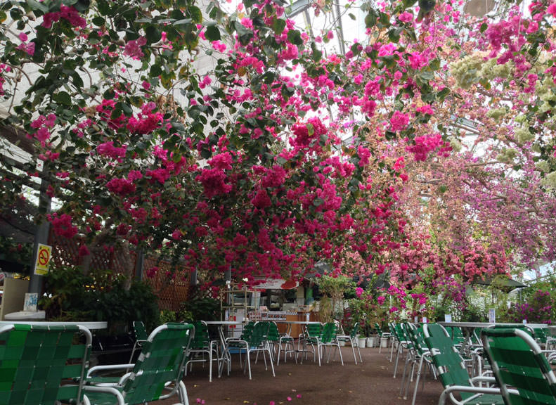 Bougainvillea Blooming All Over the Ceiling