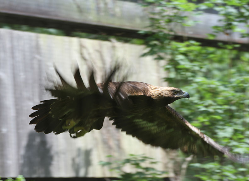 Animal Park Symbol: Japanese Golden Eagle in Satoyama Japanese Golden Eagle in Satoyama