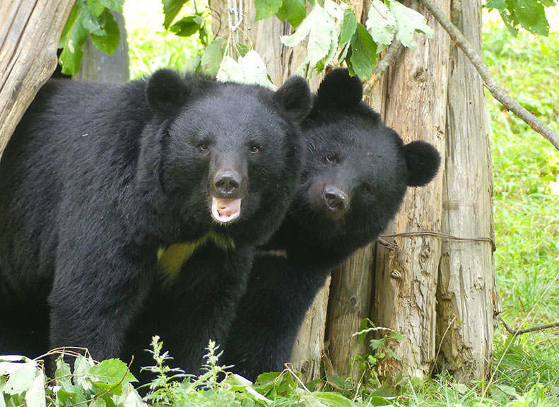 Take a Closer Look Asiatic Black Bear Terrace