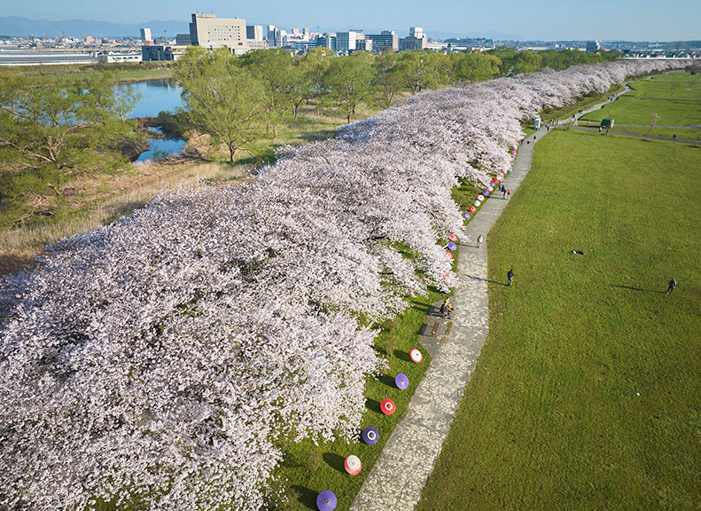 The Spectacular Row of Cherry Blossom Trees Is a Hot Topic