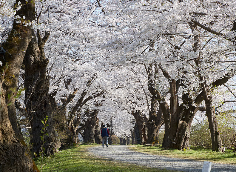 In addition to the cherry blossom treesThere are approximately 150 types of cherry blossoms in the park.