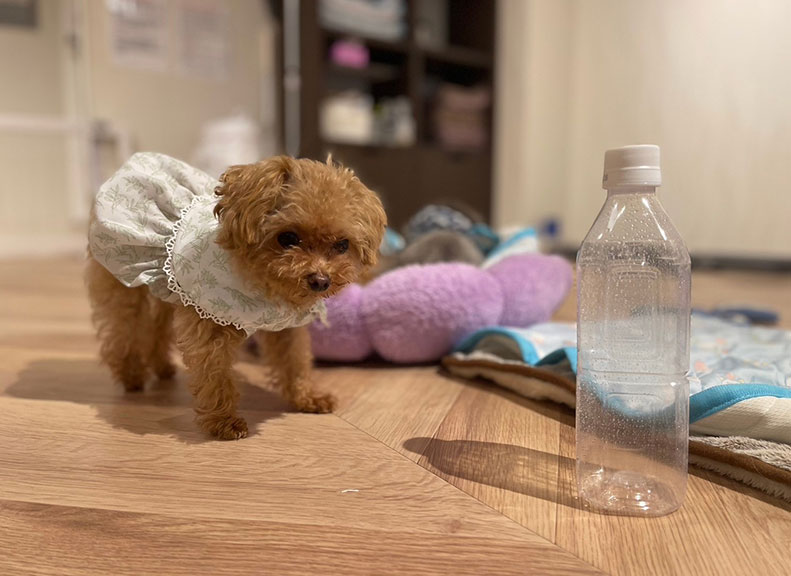 Tiny and Adorably CuteTeacup Poodle