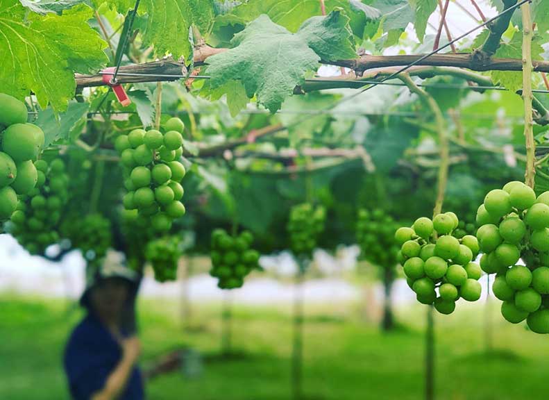 Fresh Grape Selection Offering a Treasure Hunt Experience