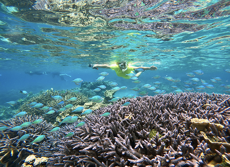 Coral and Tropical Fish at Spectacular Snorkeling Spots