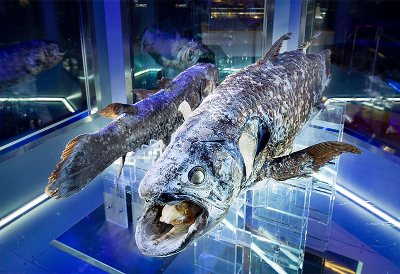 Numazu Port Deep Sea Aquarium Coelacanth Museum