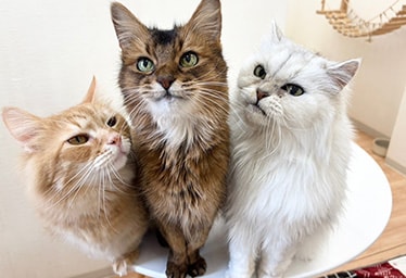 犬猫カフェ 月と太陽