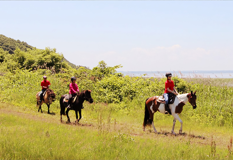 Misawa Horse Park