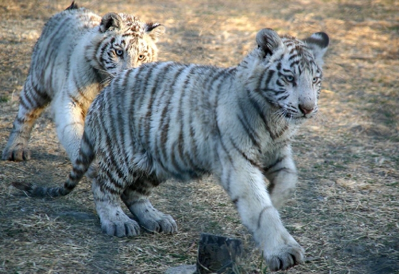 Gunma Safari Park