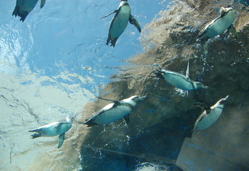 Shimane Prefectural Shimane Marine Museum Aquas