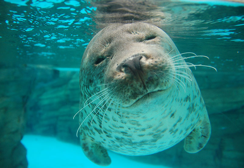 Shimane Prefectural Shimane Marine Museum Aquas