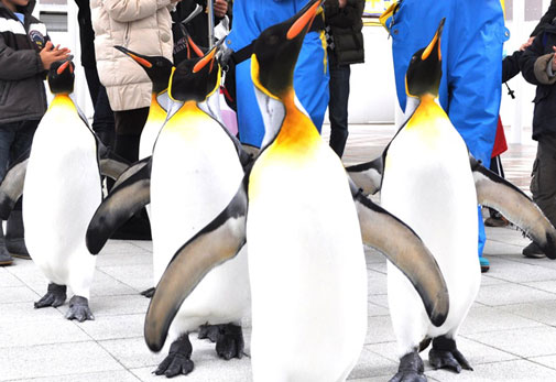 Shimane Prefectural Shimane Marine Museum Aquas