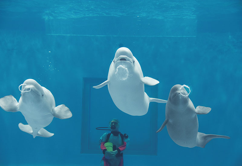 Shimane Prefectural Shimane Marine Museum Aquas