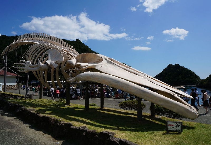 Taiji Town Whale Museum