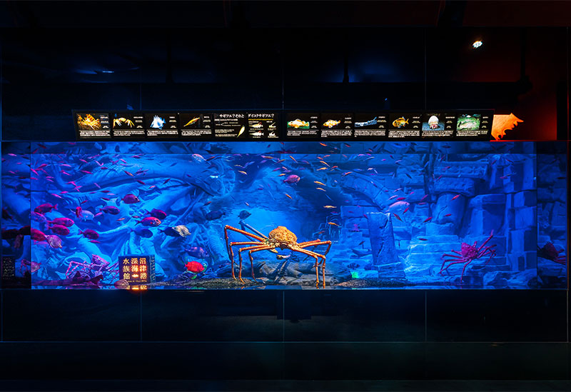 Numazu Port Deep Sea Aquarium Coelacanth Museum