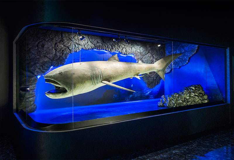 Numazu Port Deep Sea Aquarium Coelacanth Museum