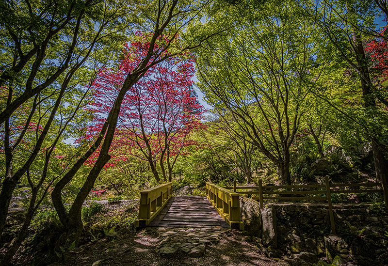 Environmental Art Forest