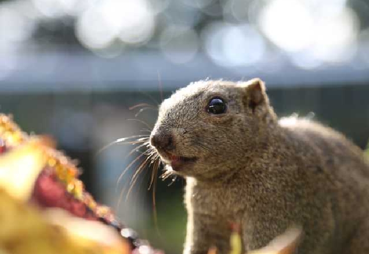 Machida Squirrel Garden