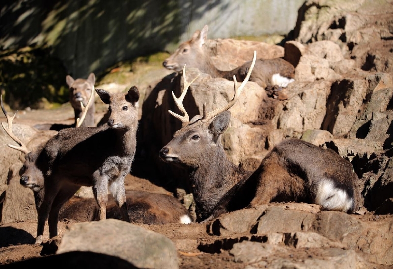 Ikeda Zoo