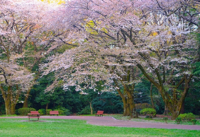 Yoyogi Park