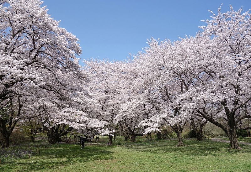 Showa Kinen Park