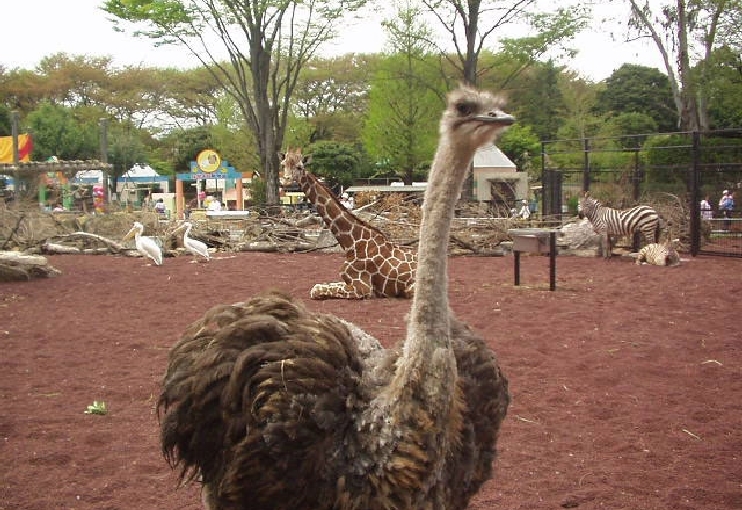 Hinotonton ZOO (Hamura City Zoological Park)