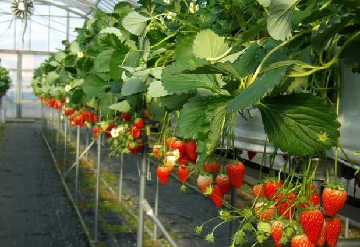 Tamaki Fureai Farm