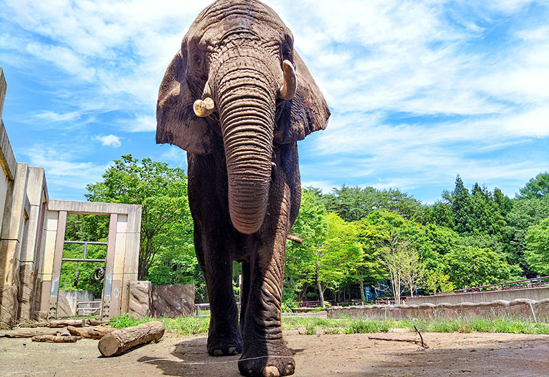 Morioka City Zoological Park ZOOMO