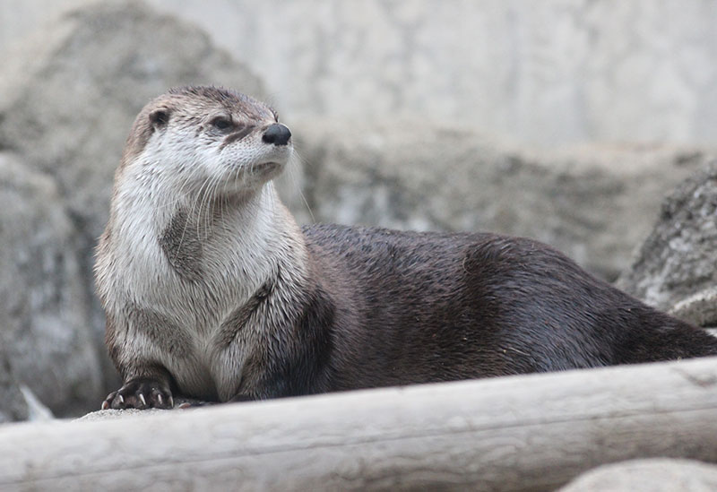 Morioka City Zoological Park ZOOMO