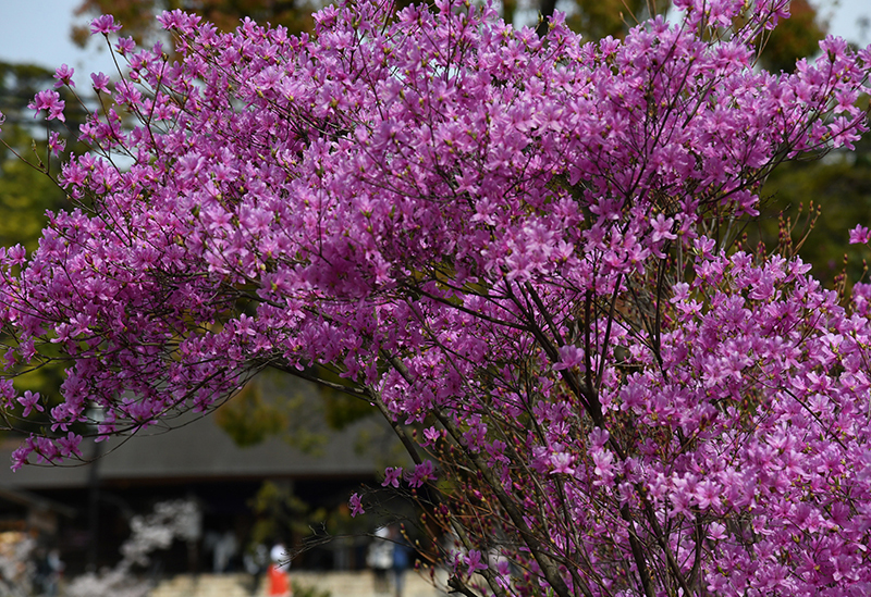 Hirota Shrine