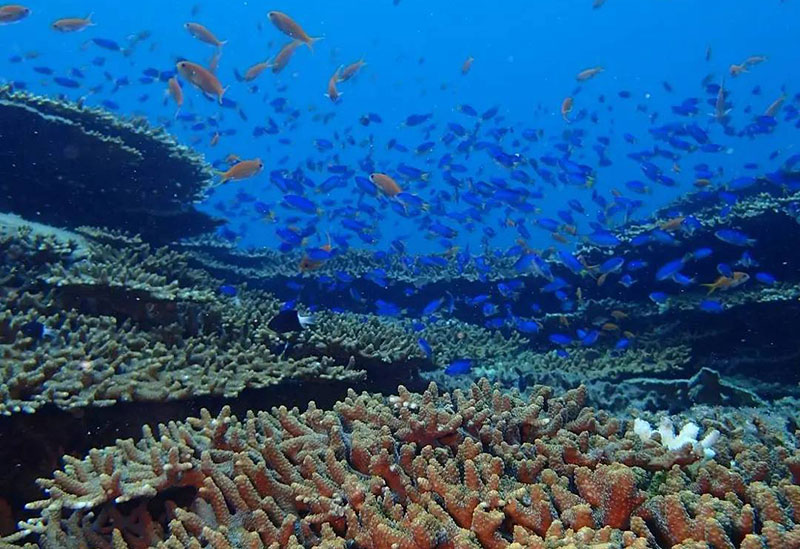 Diving Shop Marine Dream Kashiwajima