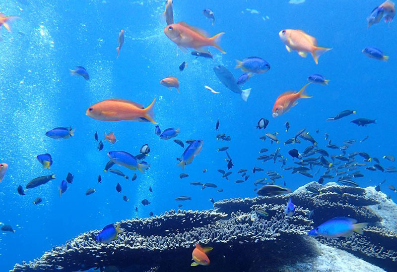 Diving Shop Marine Dream Kashiwajima