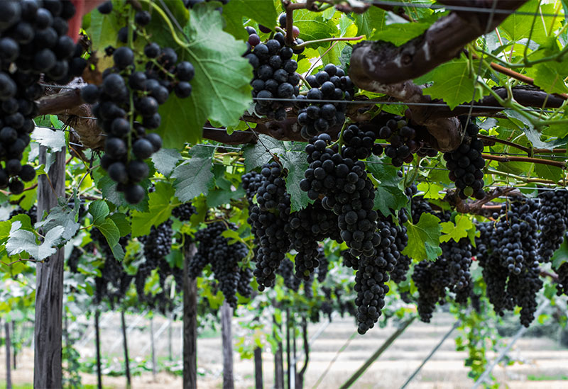 Home Brewed Wine Shiwa Winery