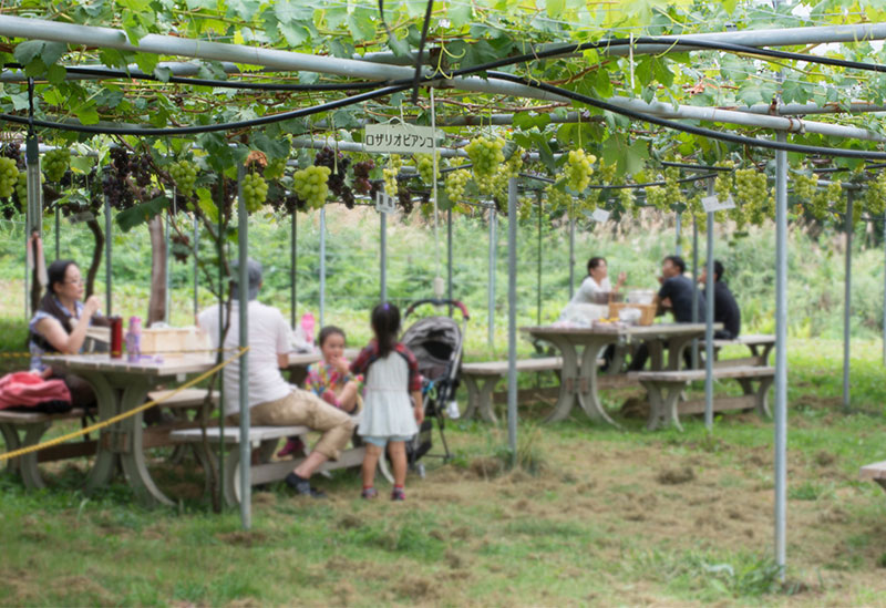 Home Brewed Wine Shiwa Winery