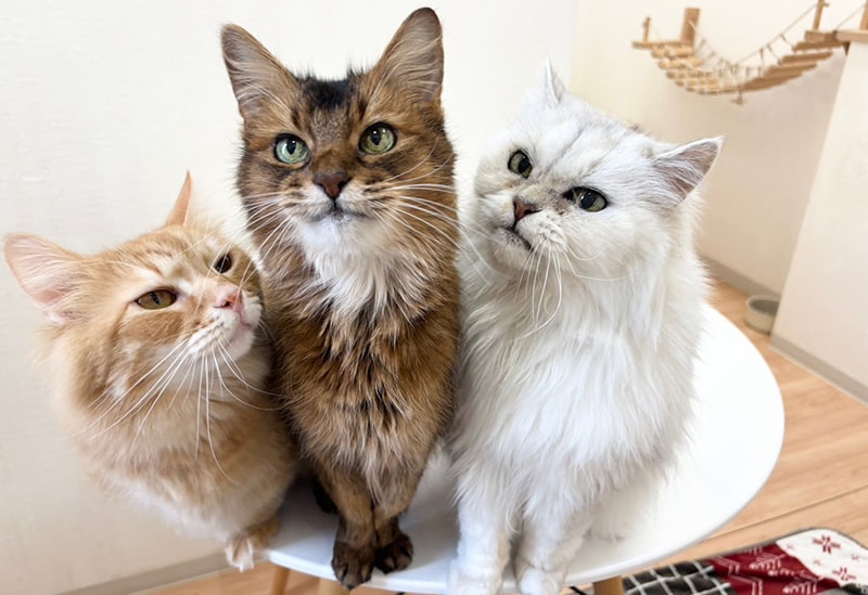 Dogs & Cats Café Tsuki to Taiyo