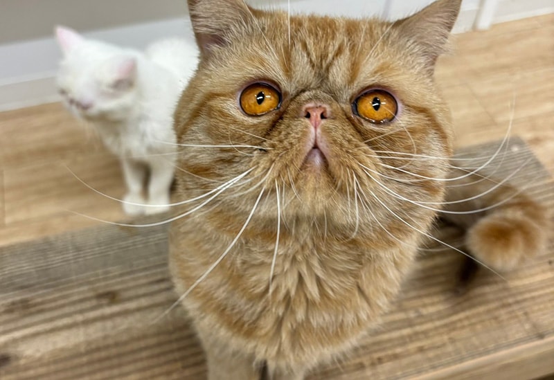 Dogs & Cats Café Tsuki to Taiyo