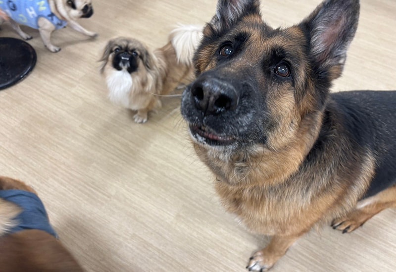 Dogs & Cats Café Tsuki to Taiyo