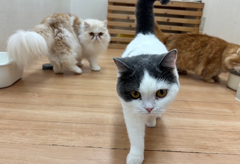 Dogs & Cats Café Tsuki to Taiyo