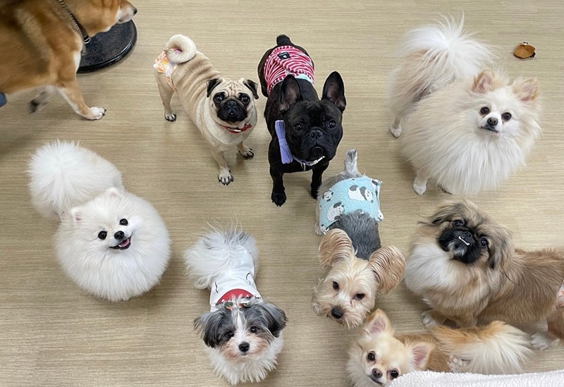 Dogs & Cats Café Tsuki to Taiyo