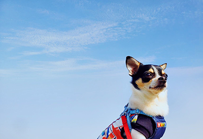 ＜National Park Nasu Ropeway＞Landmark of Nasu Known for Its Grand Vistas ...