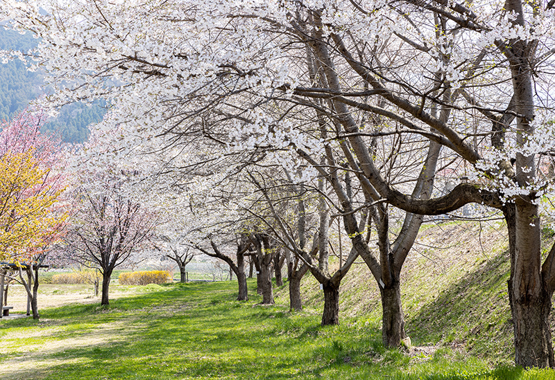 Warabino Tourism Co., Ltd.