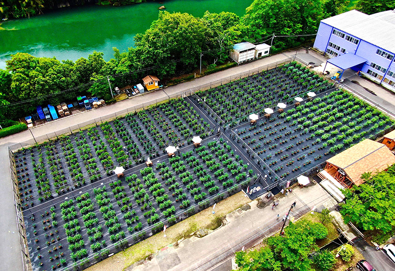 Blueberry Factory Gifu
