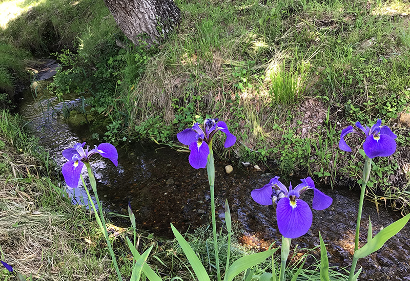 Community Garden Nasu Club