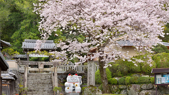 Spring image 1