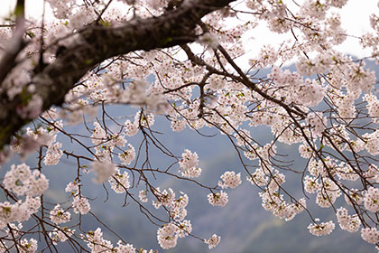 Spring image 2