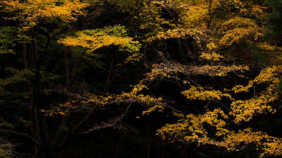 Autumn image 1