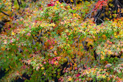 Autumn image 2