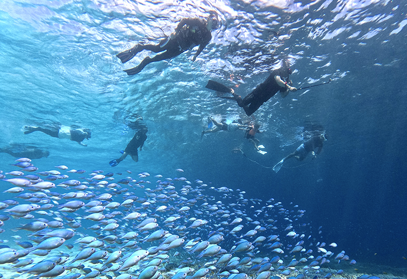Irabu Island Guide: Bonito
